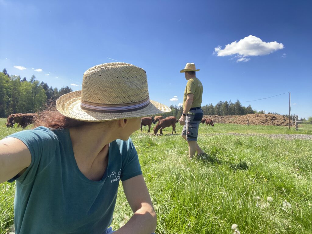Bauer mit Rinder auf der Weide